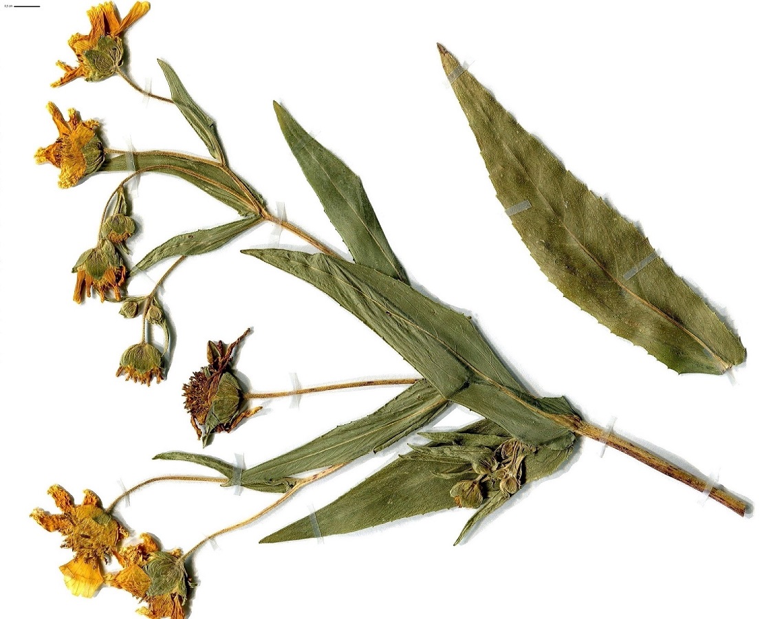 Guizotia abyssinica (Asteraceae)